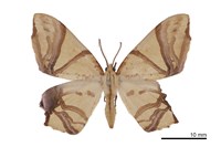 藏品(金黃歧帶尺蛾)的圖片